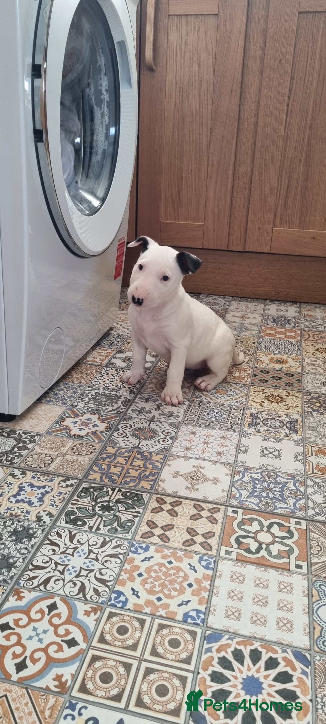 English Bull Terrier dogs for sale: Beautiful k.c reg bully pups  ready to go - Advert 19