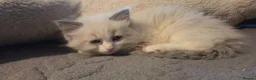 Ragdoll cats for sale: Beautiful Ragdoll Kittens only 1 left 💖 - Advert 5