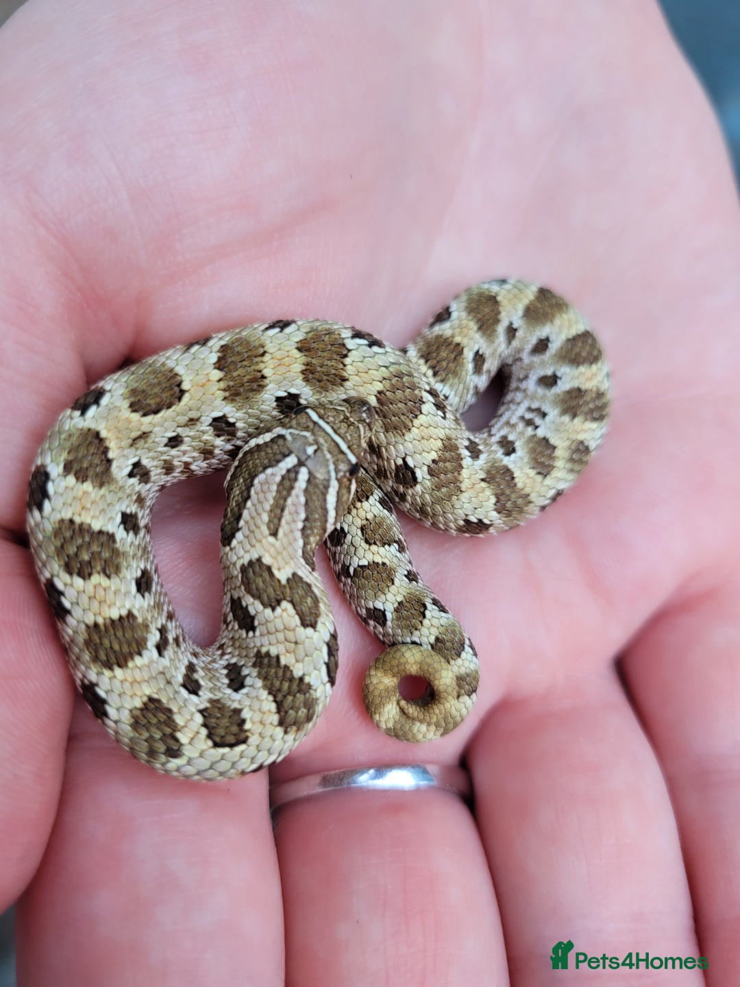 Snake reptiles for sale: Western Hognose CB25 babies  - Image 6