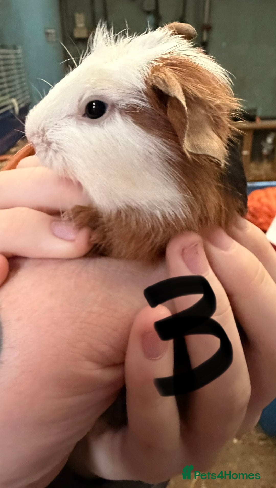 Guinea Pig rodents for sale: 1 male and 2 female baby guinea pigs  - Advert 6