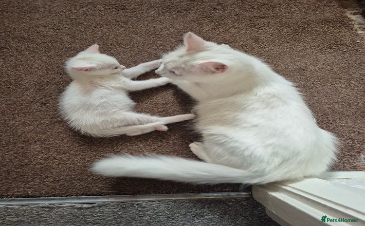 Mixed Breed cats White cat  - Advert 4