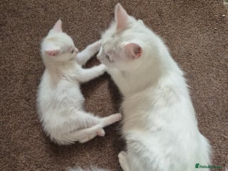 Mixed Breed cats White cat - Advert 1