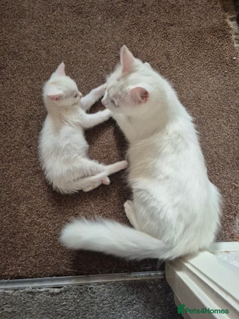 Mixed Breed cats White cat - Advert 1