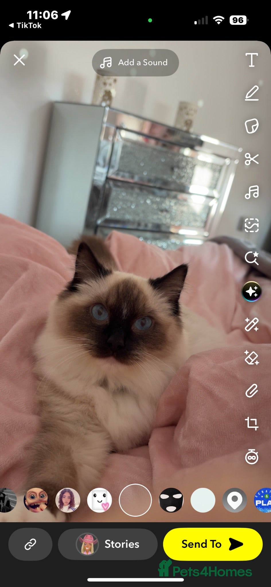 Ragdoll cats 👑Simba👑 beautiful ragdoll boy for sale💙!!!! - Advert 8