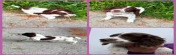 English Springer Spaniel dogs for sale: KC Registered English Springer Spaniel Pups - Advert 9