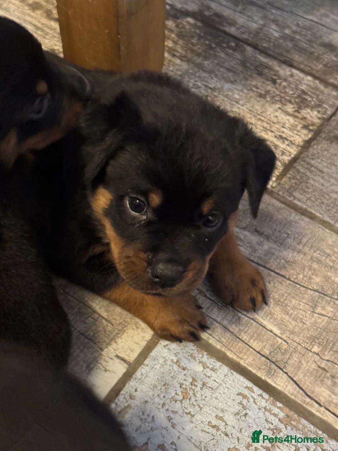 Rottweiler dogs for sale: Beautiful female Rottweiler  - Advert 7