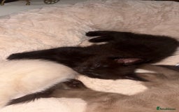 Ragdoll cats for sale: 1 Ragdoll cross female left ready now  - Image 1