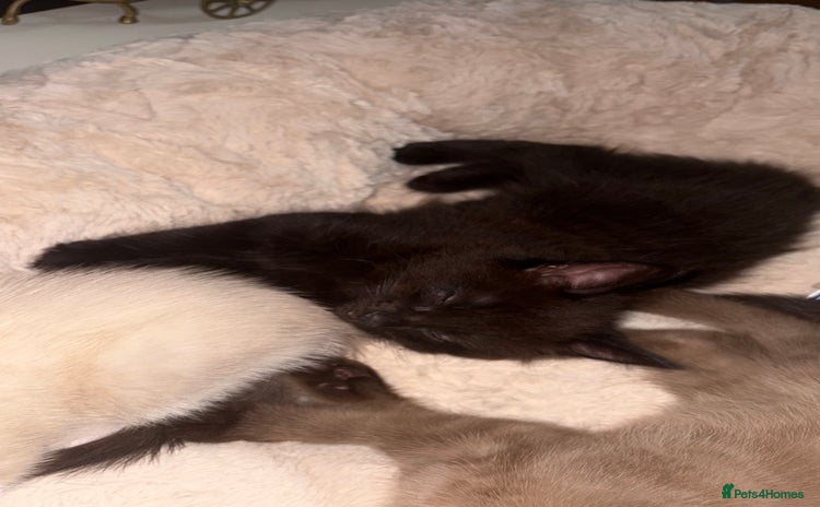 Ragdoll cats - Advert 3