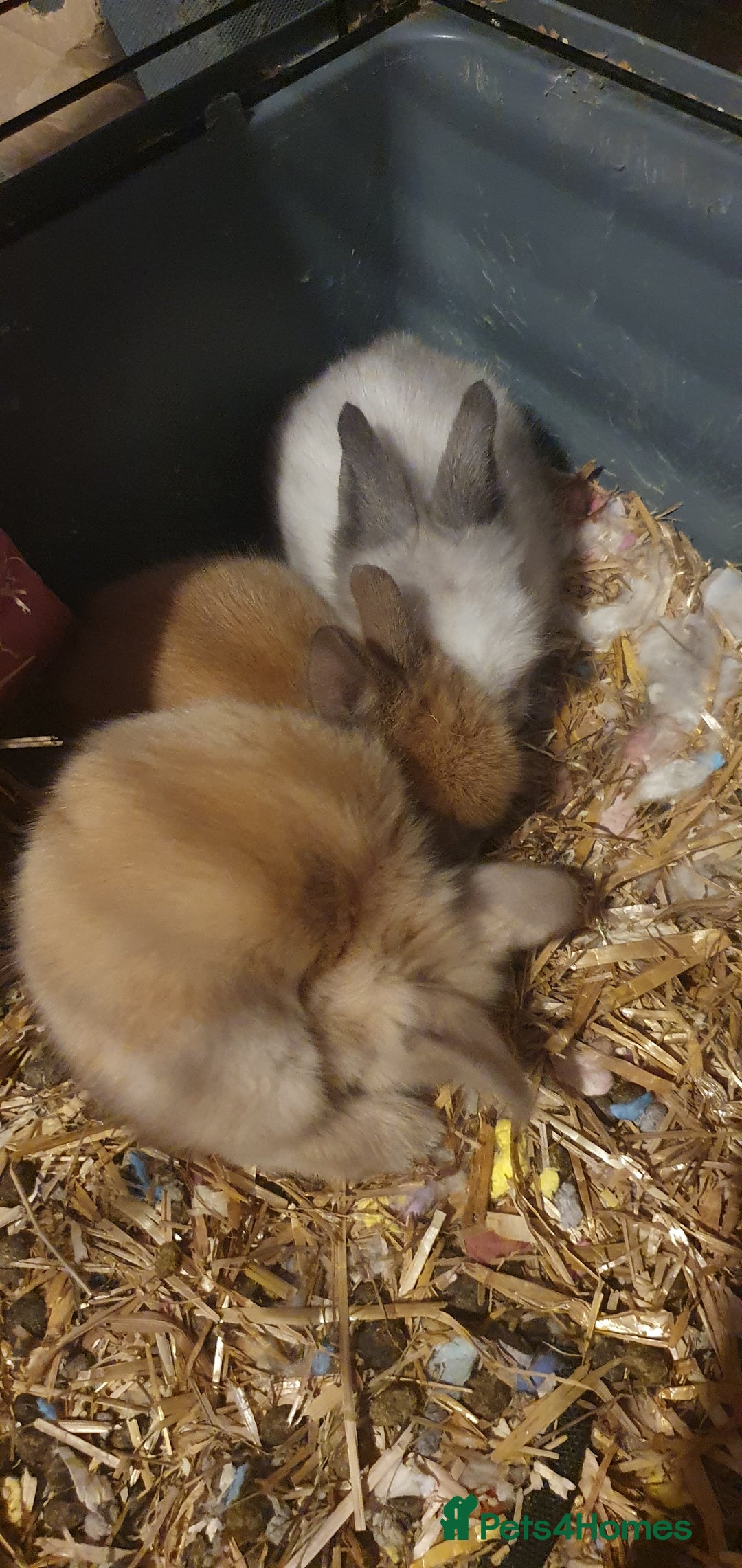 Lionhead rabbits for sale: Double main lionheads - Advert 4