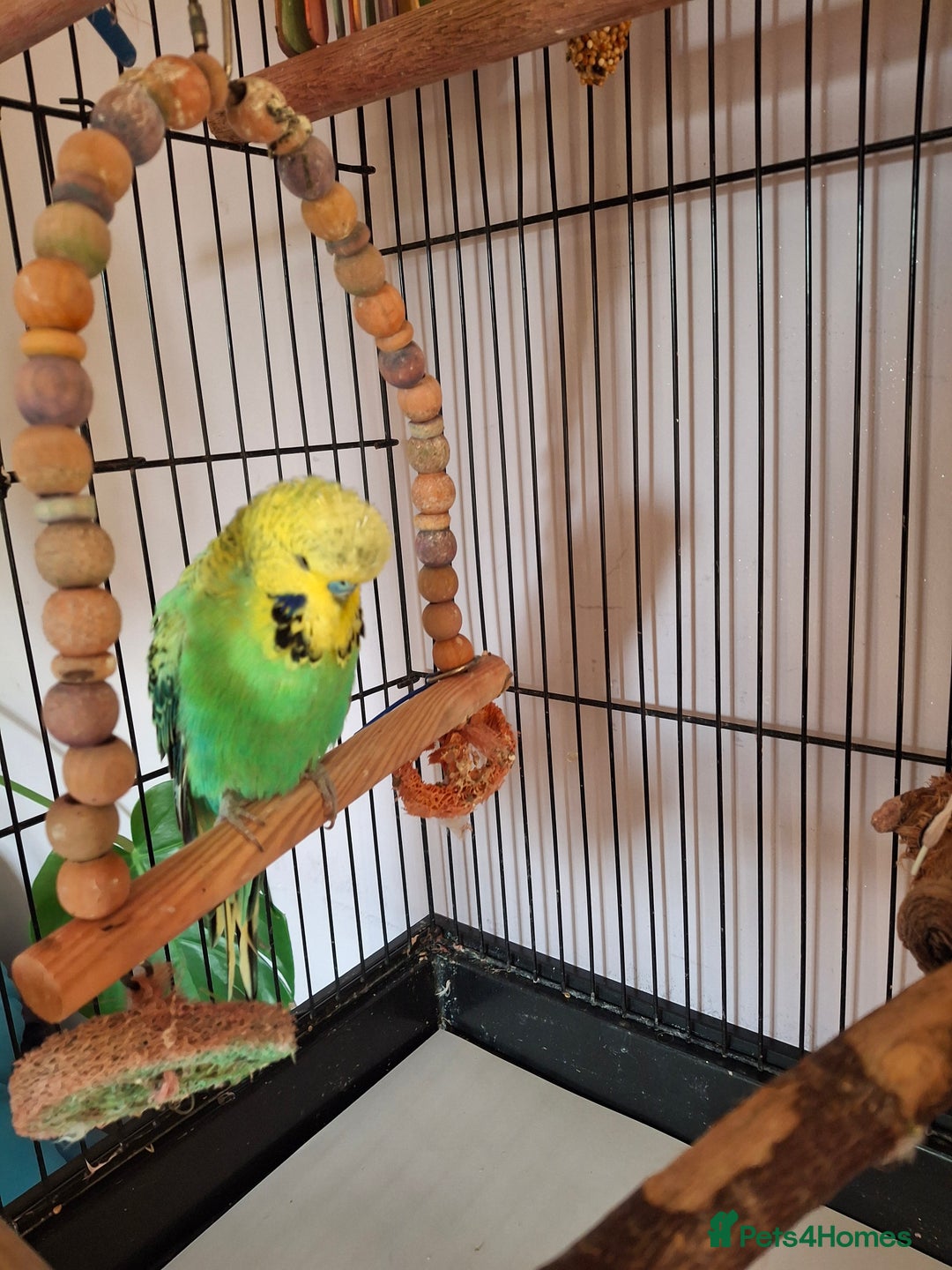 Budgerigars birds for sale: 2 friendly budgies and fully fitted cage - Image 3