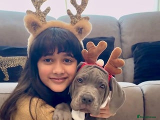 Mixed Breed dogs Last mastiff pups available - Advert 16