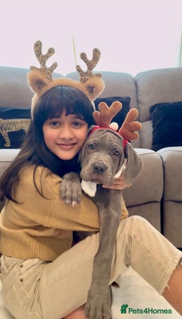 Mixed Breed dogs Last mastiff pups available - Advert 6