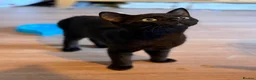 British Shorthair cats for sale: Black kittens in Burton-on-Trent - Advert 2