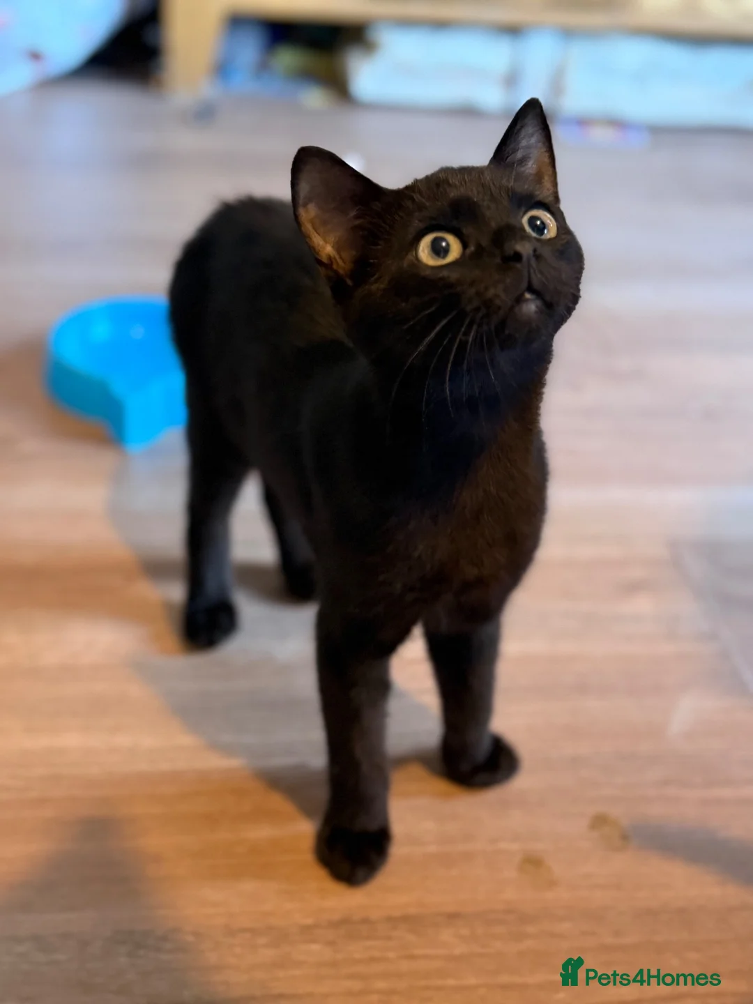 British Shorthair cats for sale: Black kittens in Burton-on-Trent - Advert 2
