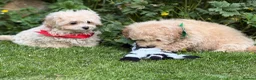 Poochon dogs for sale: Absolutely beautiful poochons ready now  in Chester - Advert 7