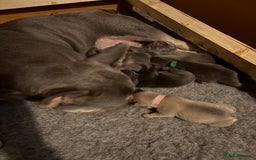 French Bulldog dogs for sale: French bulldog puppies for sale  - Image 9