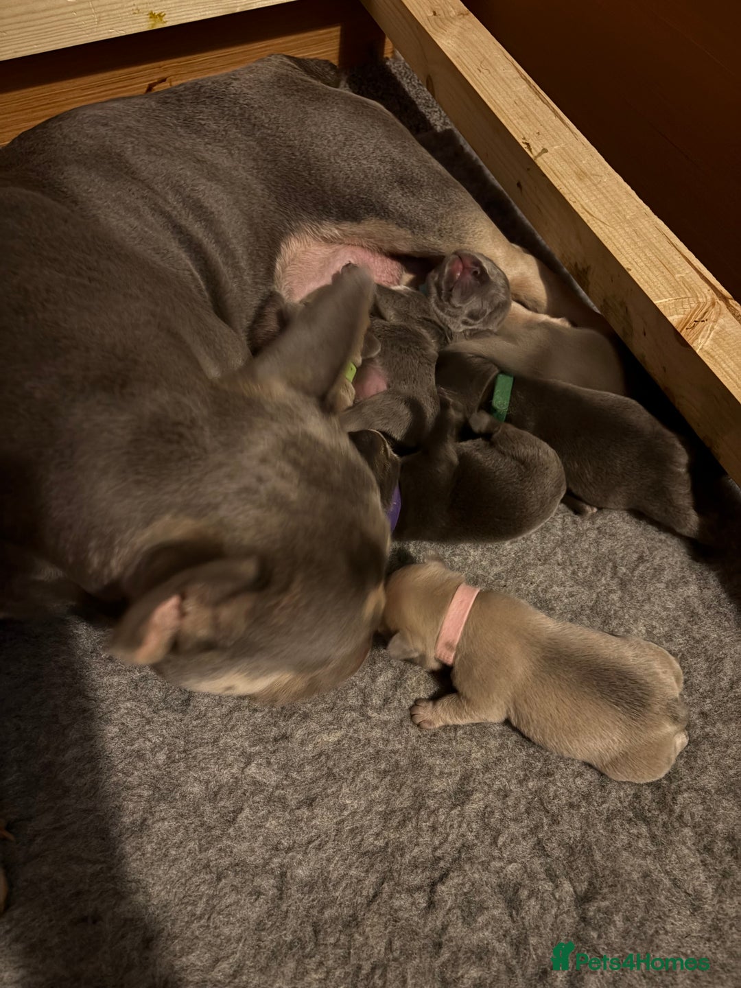 French Bulldog dogs for sale: French bulldog puppies for sale  - Image 9