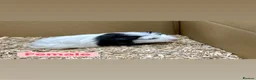 Guinea Pig rodents for sale: Young guinea pigs  - Advert 9