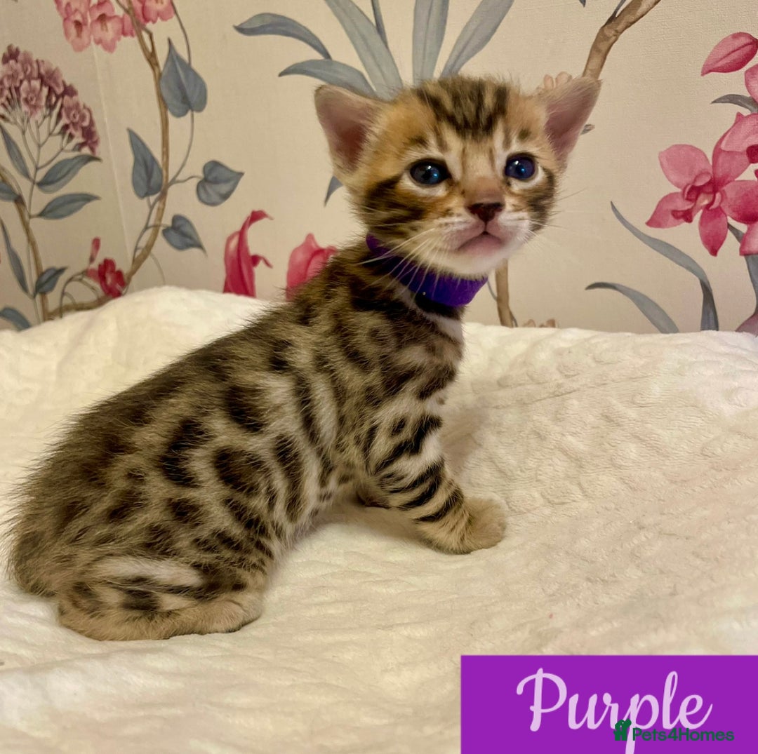 Bengal cats for sale: Beautiful Bengal Kittens - Advert 9