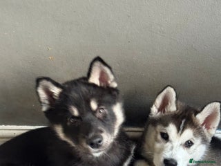 Siberian Husky dogs Siberian Husky puppies 3 girls 1 boy - Advert 16