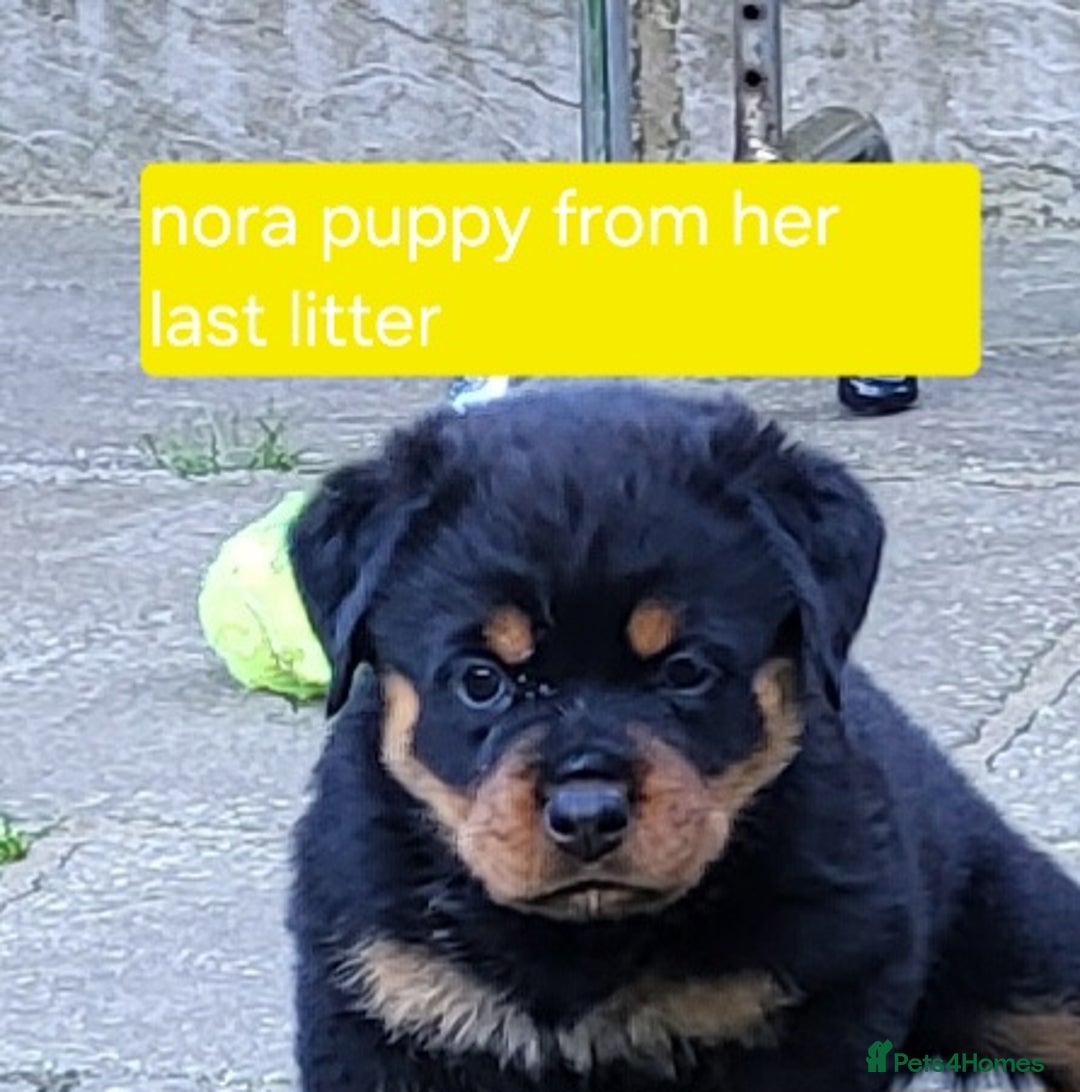 Rottweiler dogs for sale: Kc very well bred bitches available  - Image 10