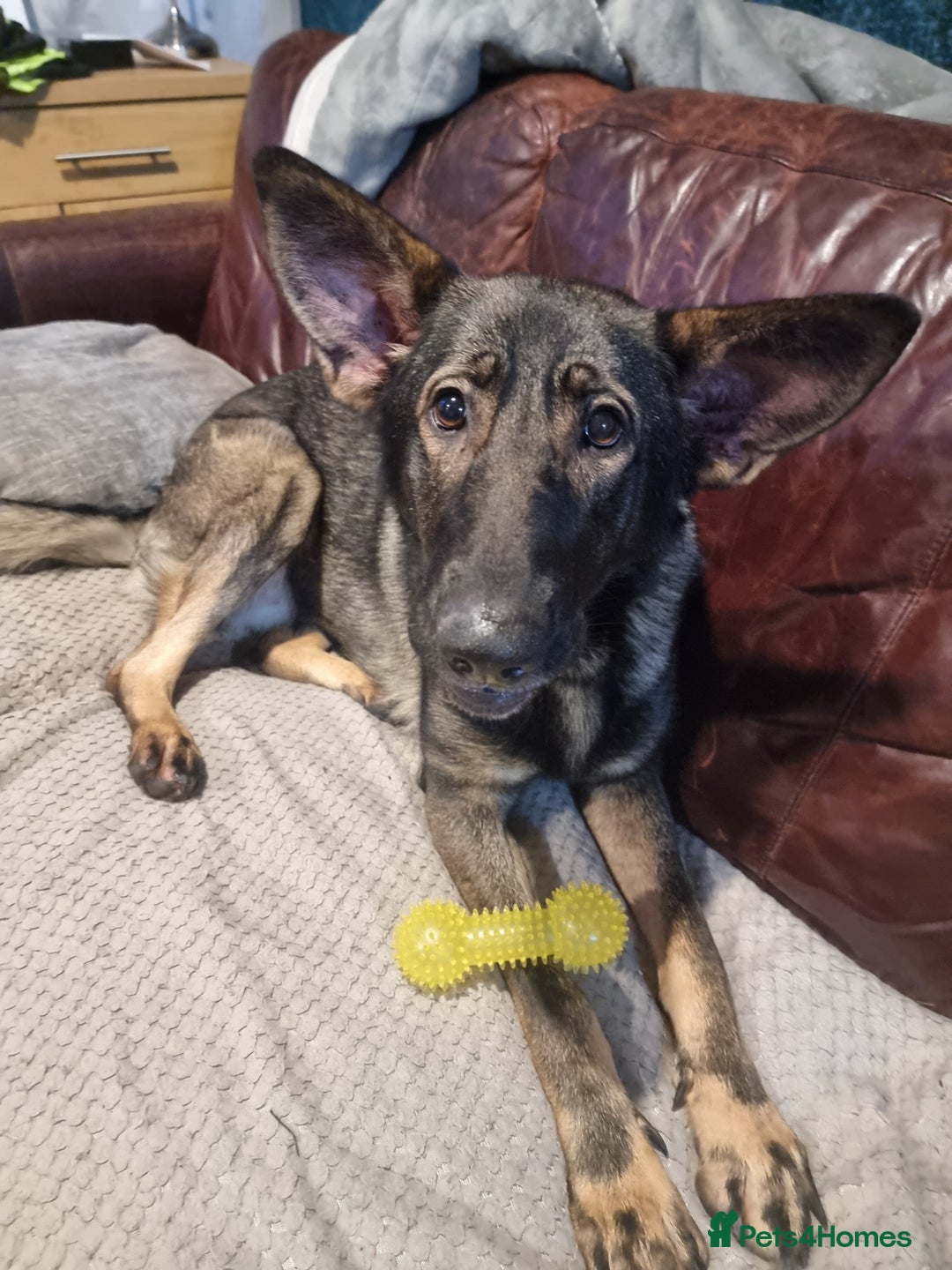 German Shepherd dogs for sale: Bitch German shepherd - Advert 2