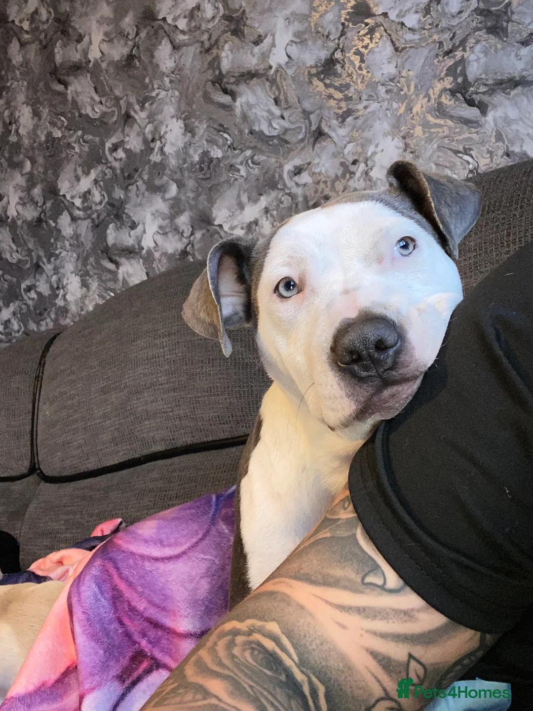 Mixed Breed dogs for sale: 6 month old - Advert 9