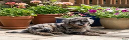 Mixed Breed dogs for sale: Foodle Puppies  in Todmorden - Advert 7