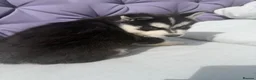 Siberian Husky dogs for sale: 4 beautiful huskies for sale in Dagenham - Advert 7