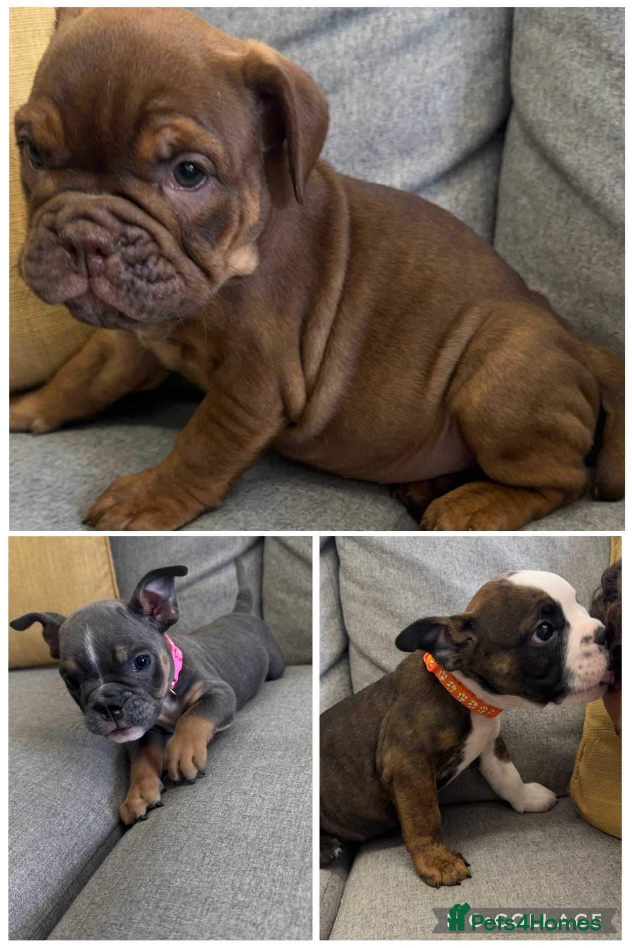 English Bulldog dogs English bulldogs !REDUCED PRICE! - Advert 12