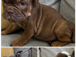 English Bulldog dogs English bulldogs !REDUCED PRICE! - Advert 12