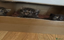 Mixed Breed cats for sale: 3 male fluffy kittens for sale - Image 4