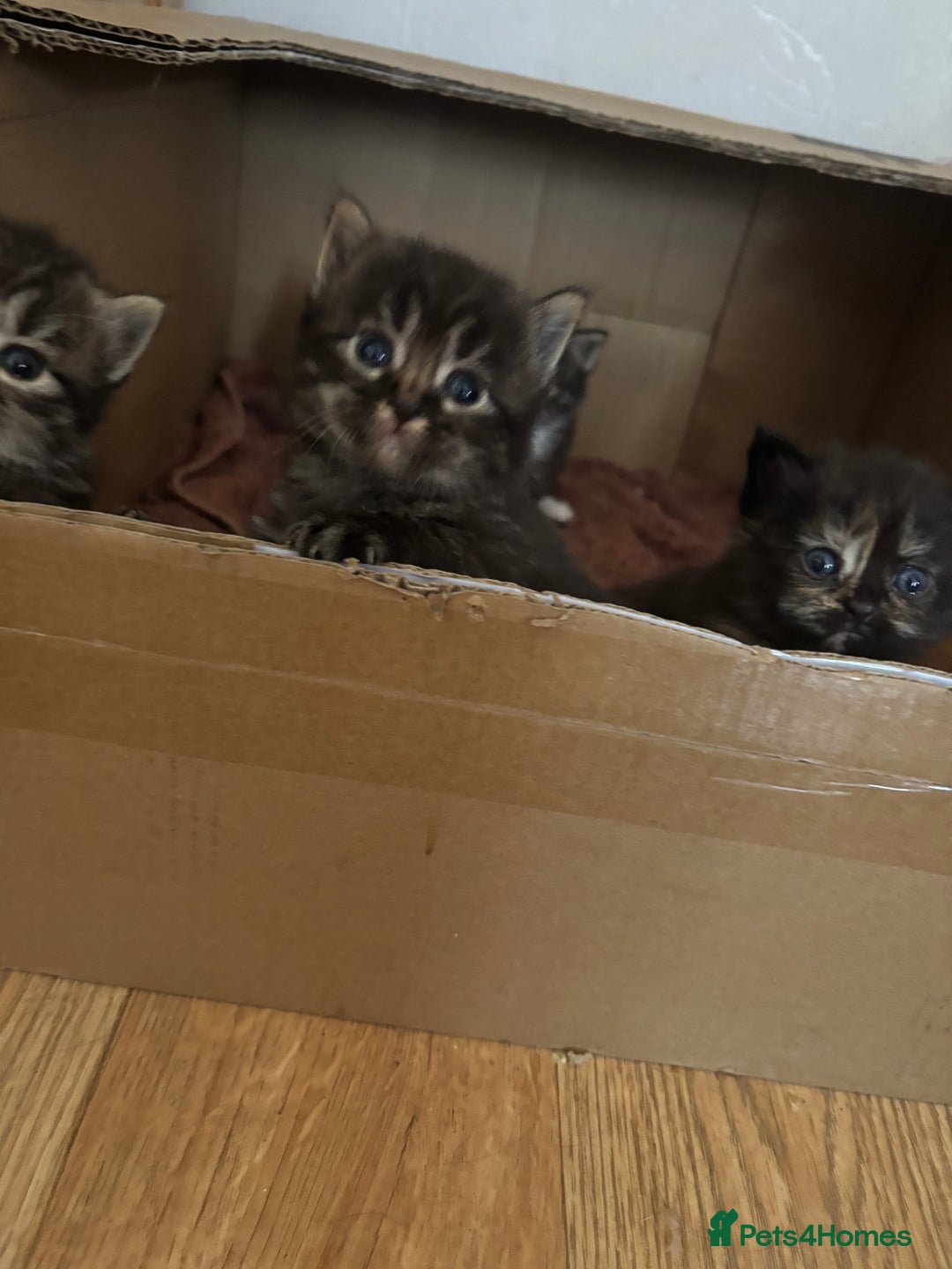 Mixed Breed cats for sale: 3 male fluffy kittens for sale - Image 4