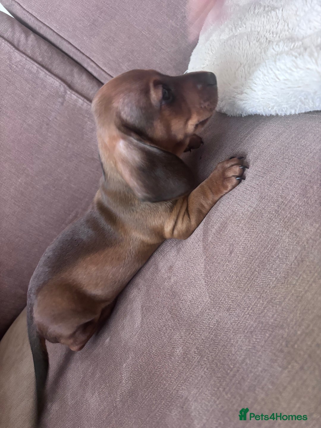 Miniature Dachshund dogs for sale: Kc reg miniature dachshund  - Image 27