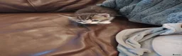 Mixed Breed cats for sale: 3 kittens Bengal X  - Advert 8