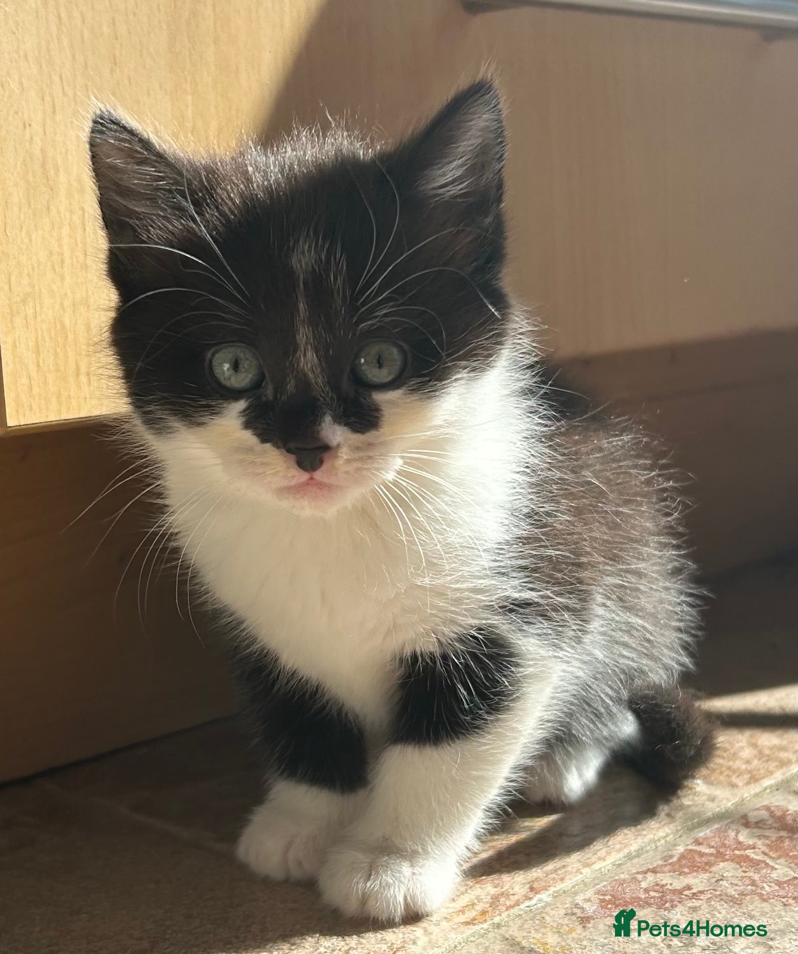 British Shorthair cats Kittens for sale - Advert 6