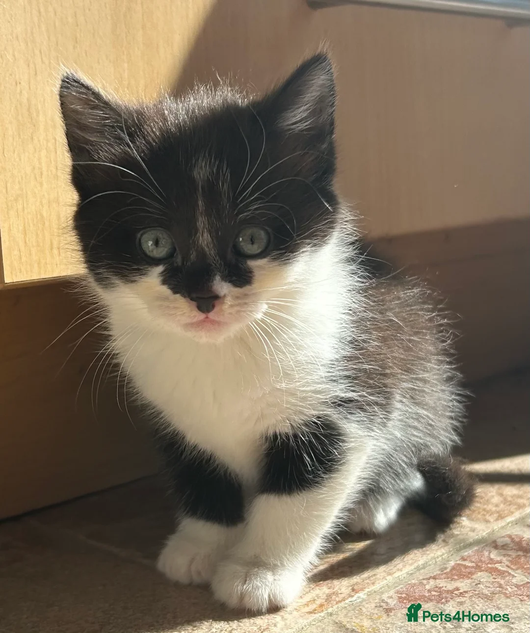 British Shorthair cats for sale: Kittens for sale - Advert 1