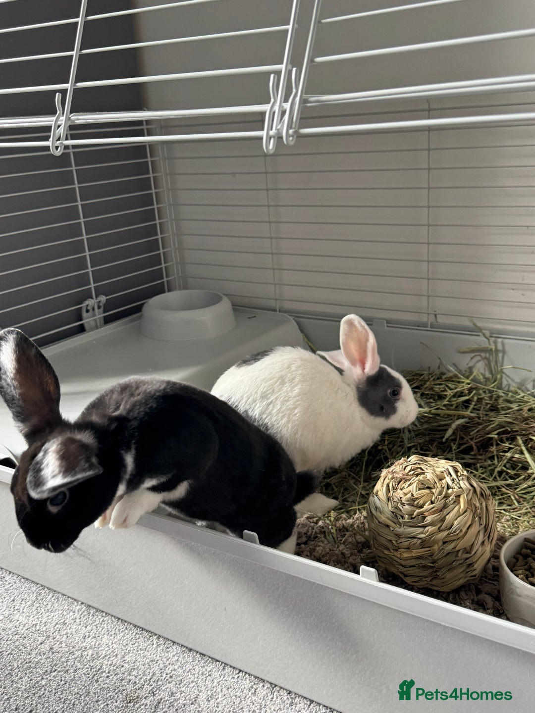 Mixed Breed rabbits for sale: 2 Bunnies with cage and all remaining supplies  - Image 7
