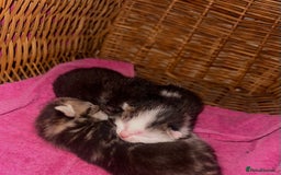 Mixed Breed cats for sale: Kittens looking for forever loving homes - Image 5