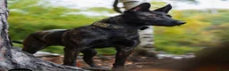 Mixed Breed dogs for sale: Dutch herder puppies - Advert 3