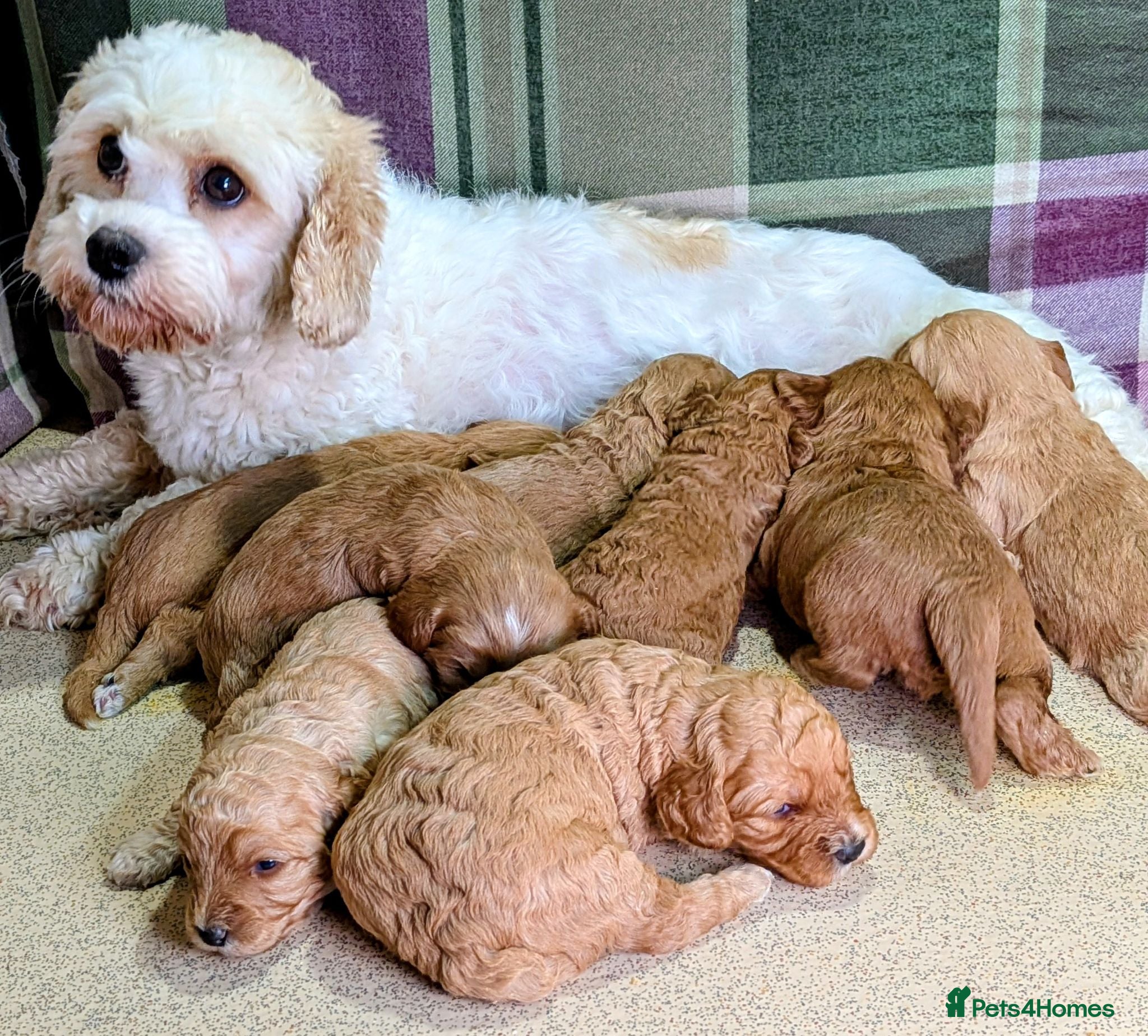 Cavapoochon dogs Beautiful Cavapoochons - Advert 2