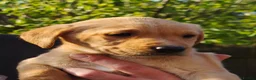 Labrador Retriever dogs for sale: 2 Labrador Girl Puppies - Advert 5