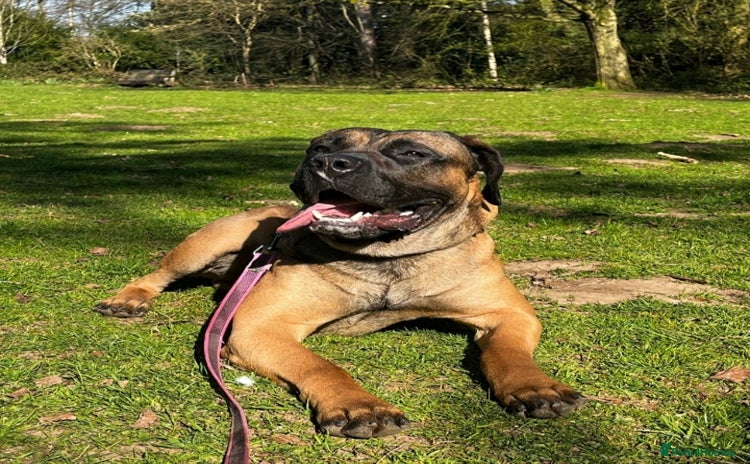 Presa Canario dogs - Advert 1