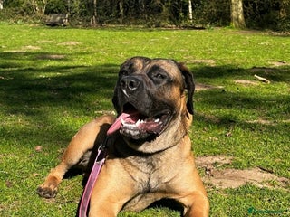 Presa Canario dogs - Advert 6