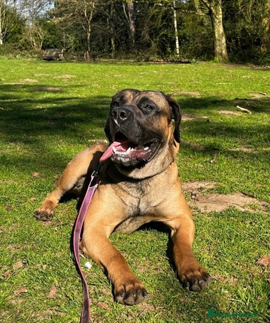 Presa Canario dogs - Advert 3
