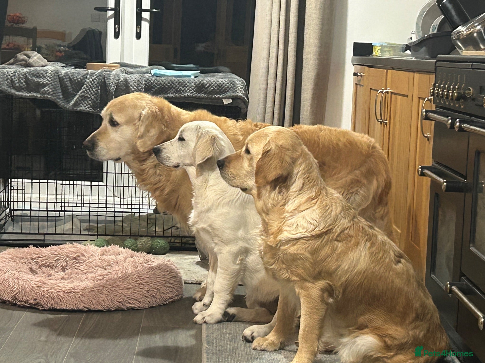 Golden Retriever dogs Golden Retrievers - Gwynedd  - Advert 2