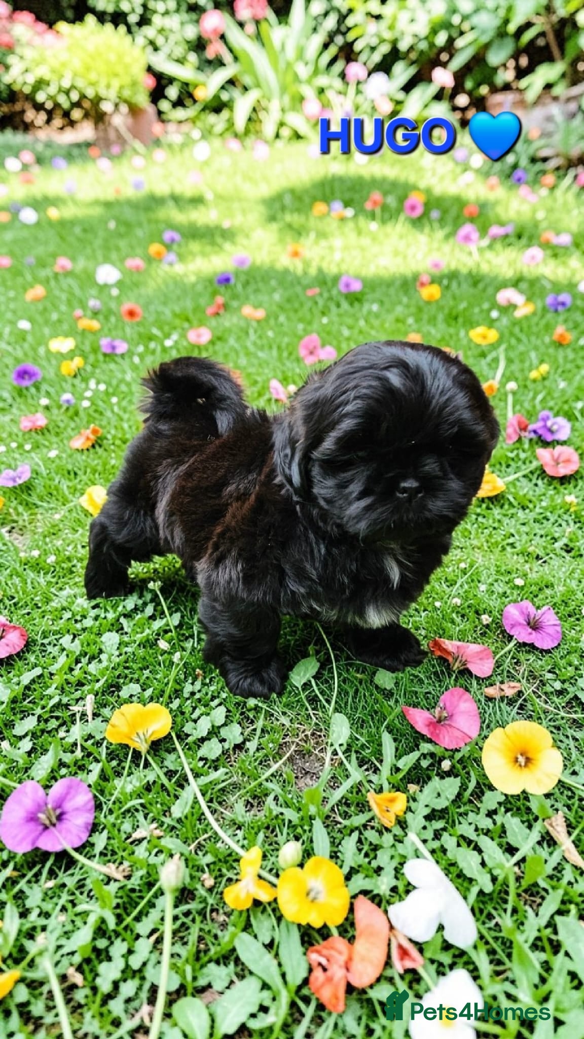 Shih Tzu dogs STUNNING PURE STANDARD SHIH TZU  - Advert 14