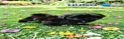 Shih Tzu dogs for sale: RARE BLACK STANDARD SHIH TZU WITH BLUE  SKIN - Advert 6