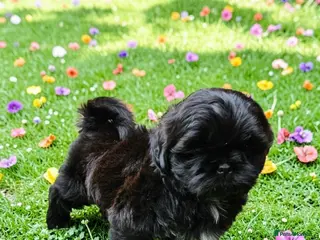 Shih Tzu dogs STUNNING PURE STANDARD SHIH TZU - Advert 14