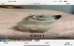 Ragdoll cats for sale: Beautiful ragdolls - Advert 3